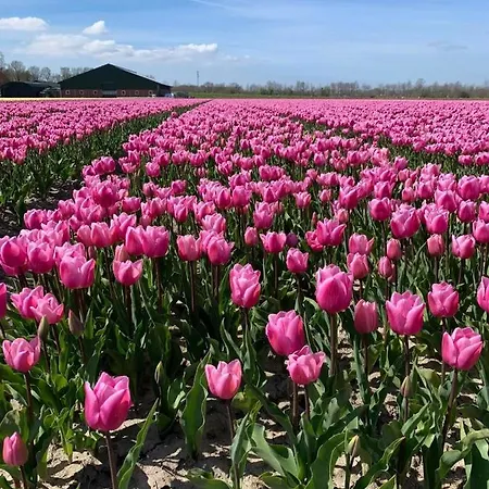Vakantiehuis Heerlijk Op 5*
